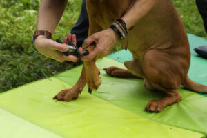 chiropraktische Behandlung am Hund