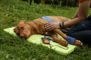 Elektrostimulation am Hund - Tierphysiotherapie