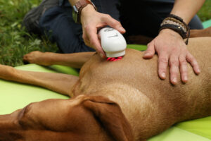 Physiotherapie mit Laser an der Schulter eines Hundes