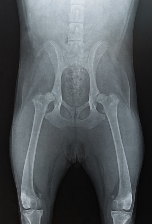 Röntgenaufnahme Hüftdysplasie Hund