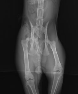 Röntgenbild HD Hüfte