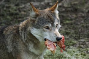 Wolf mit Beute