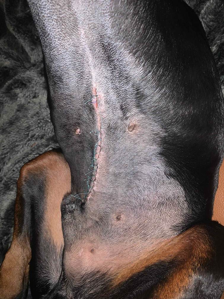 Narbe Darmoperation Hund