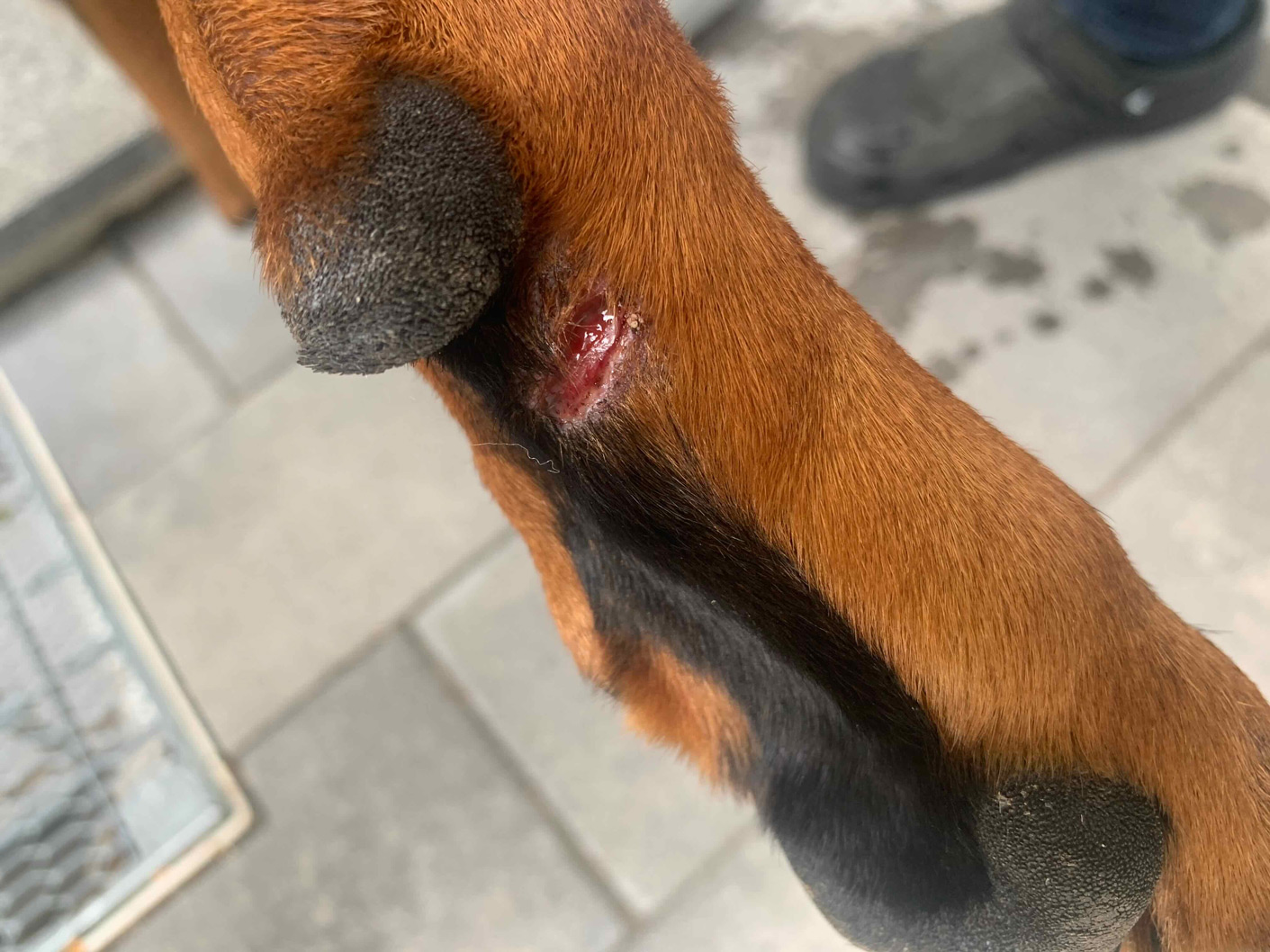 Verletzung beim Hund
