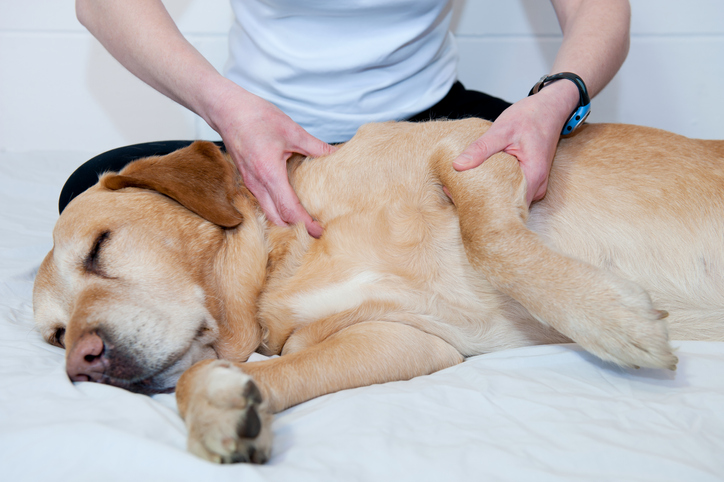 Therapeut behandelt eine Hundeschulter