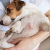 Fell- und Hautprobleme bei Hunden behandeln
