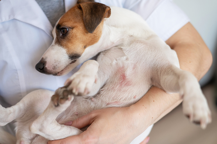 Hund mit Dermatitis