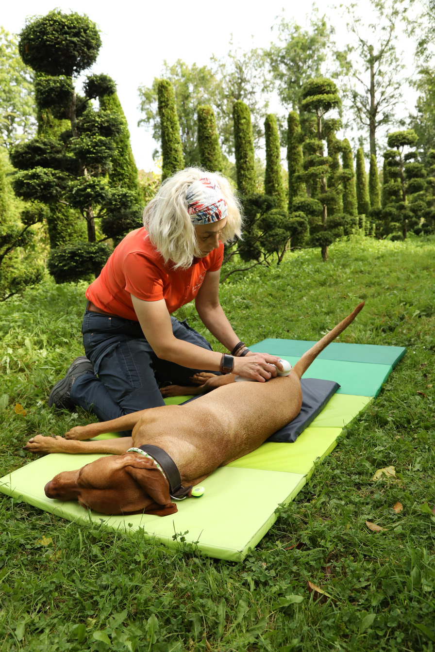 Tierphysiotherapie für hunde in Kamp-lintfort