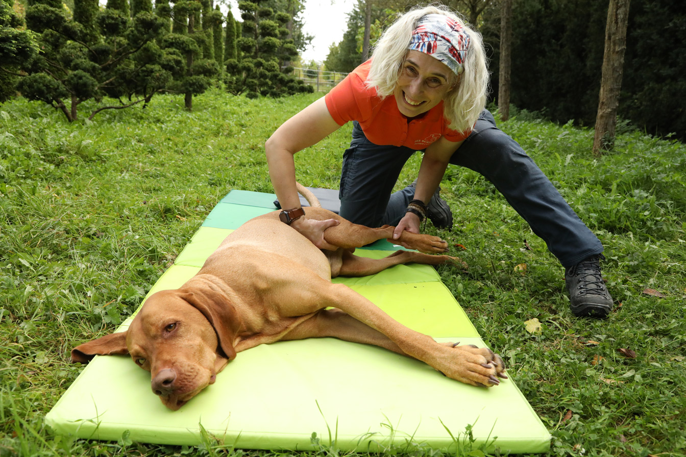 Physiotherapie für Tiere in Kempen