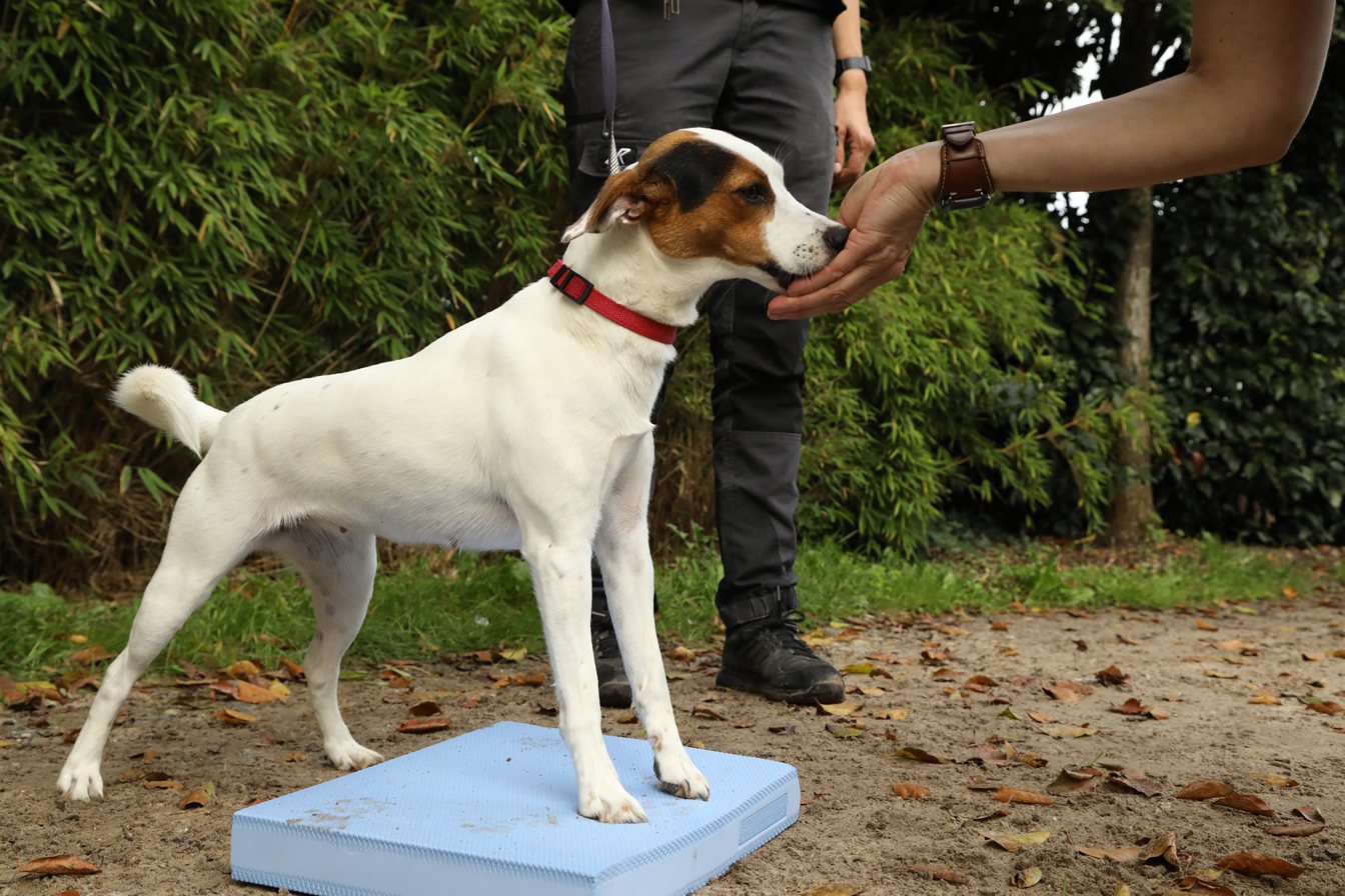 Physiotherapie für hunde in Krefeld
