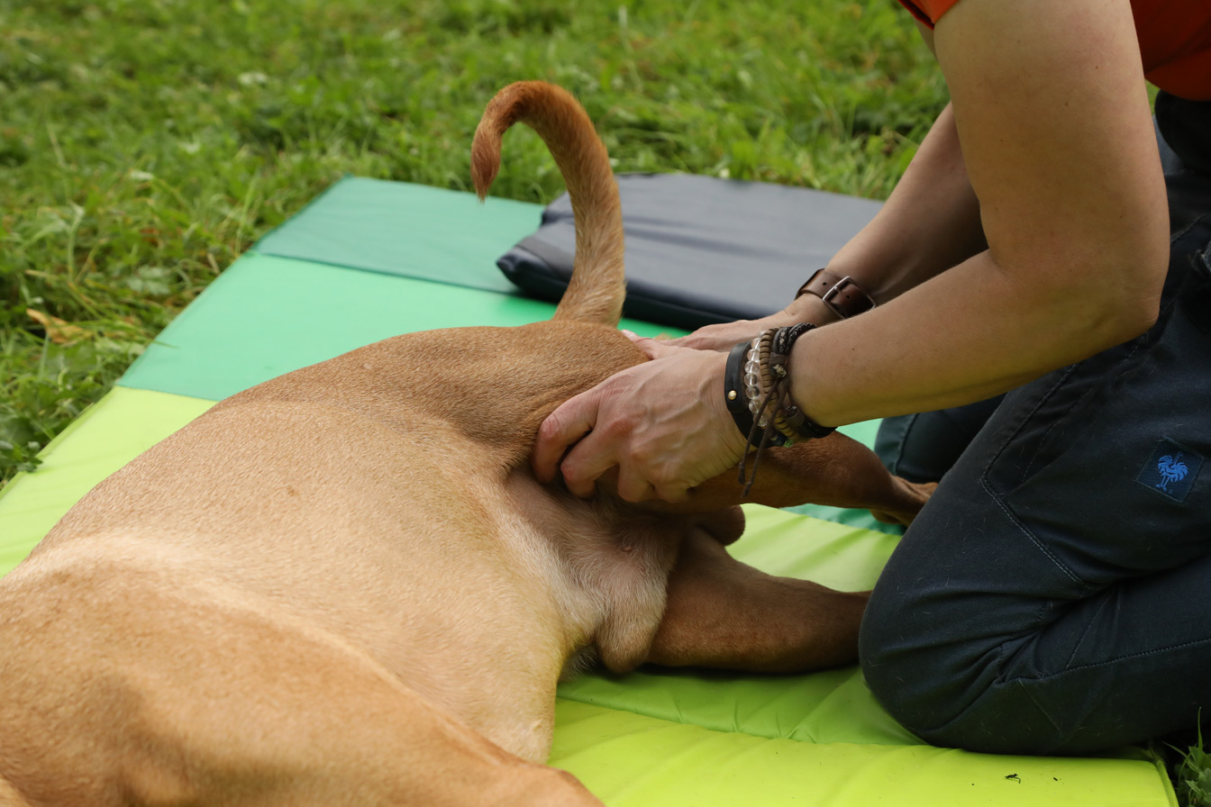 Tierphysiotherapie für hunde in viersen