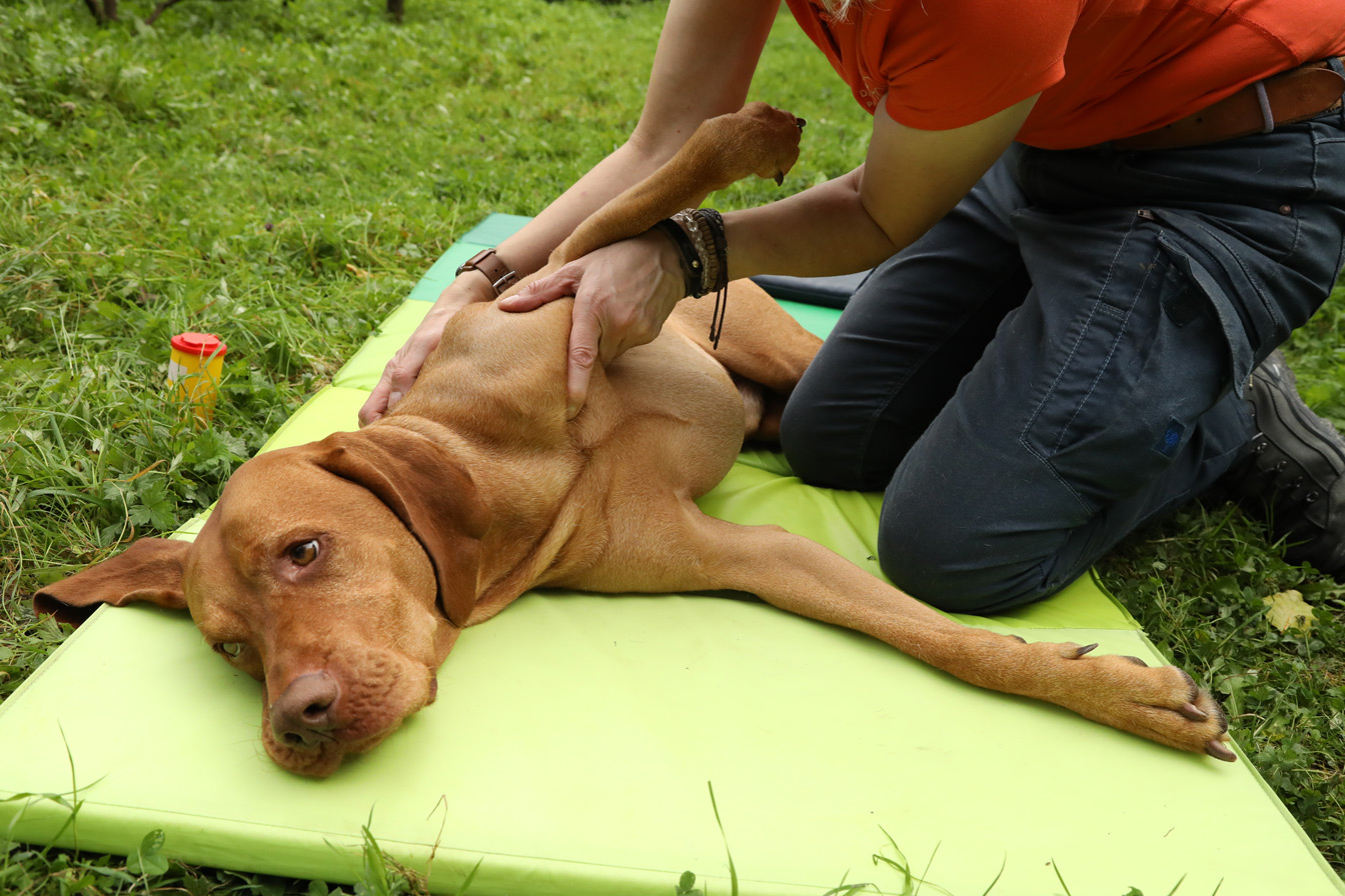 Physiotherapie für hunde in willich