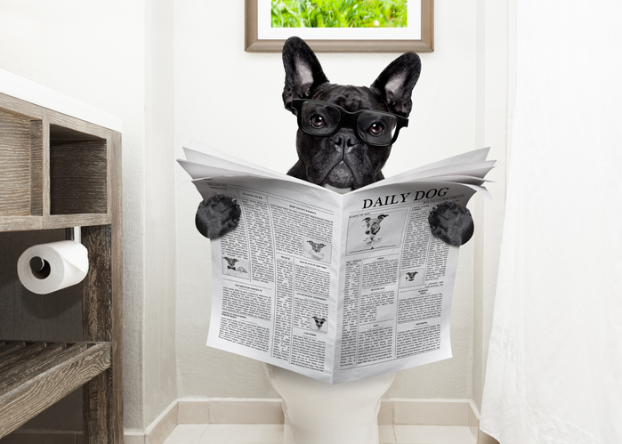 Französische Bulldogge sitzt mit Zeitung auf der Toilette