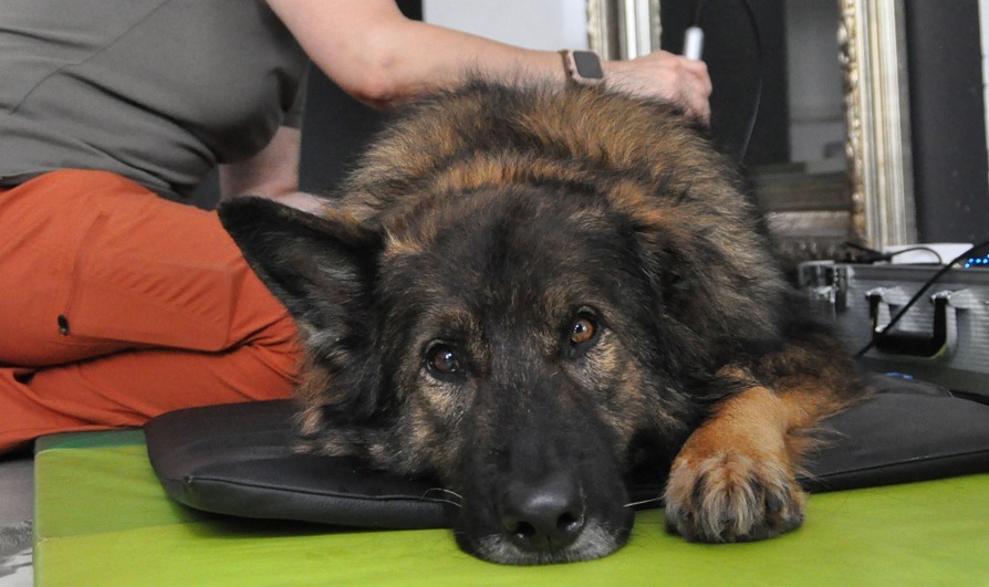 Lasertherapie beim Hund