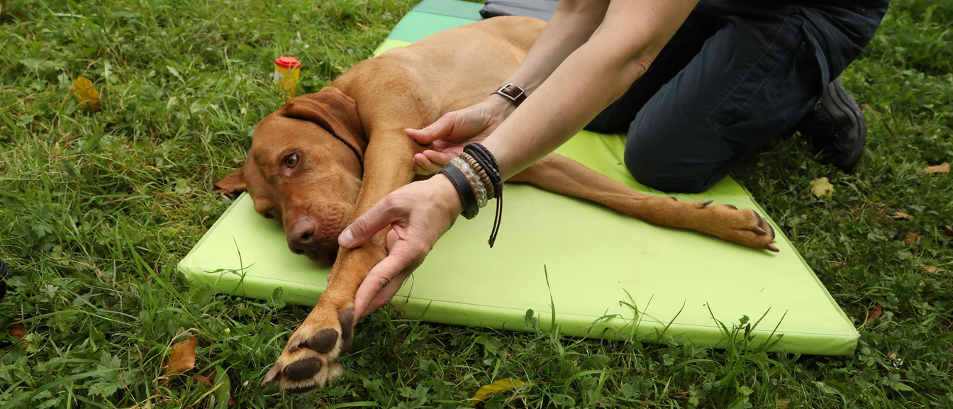 Manuelle Physiotherapie beim Hund