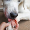 Schnittverletzungen bei Hunden und die Risiken 
